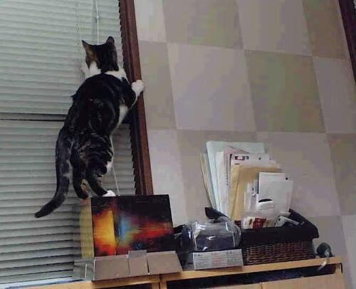 锡安狂暴37分统治禁区,老鹰三节打花开拓者锁定胜局